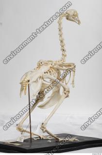 Photo Textures of Hen Skeleton